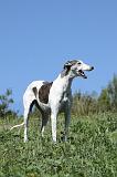 GREYHOUND 039